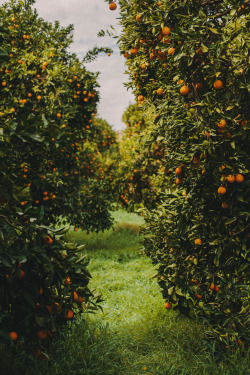 evanperigo:  orange grove in California Photo by: Evan Perigo