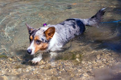 emmathebean:teslacardi:  Yesterday miss emmathebean and I went hiking and swimming at a nature preserve.  We got super muddy and were able to clean off in the creeks!  Super thankful that emma’s mom took pictures of me!  Hope we can do it again but