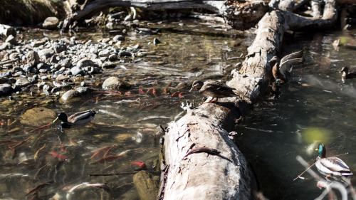 Lake Tahoe Wilderness