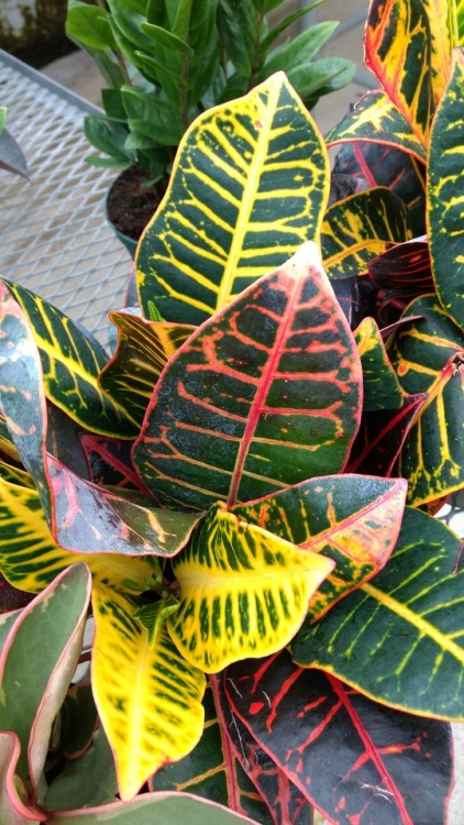 6/29/17: Codiaeum variegatum or Garden Croton; a flowering plant species native to “Indonesia, Malay