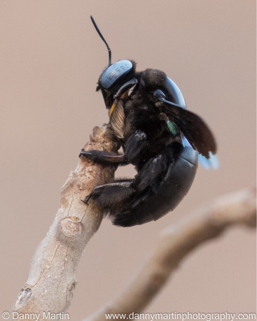 onenicebugperday:Slender-scaped carpenter bee,Xylocopa tenuiscapa, Apidae. Found in South and Southe