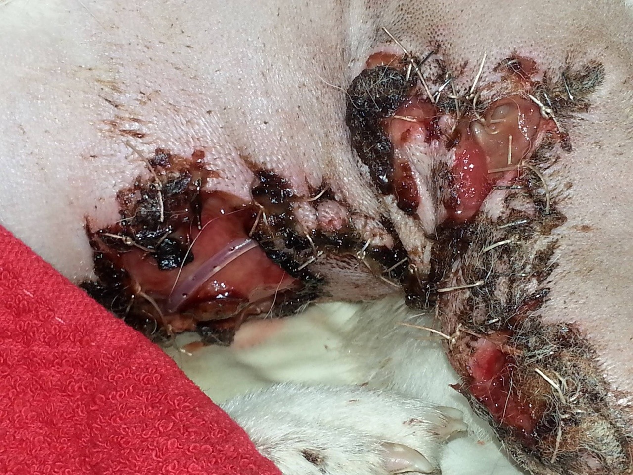 djfblog:   Help Juli Emlore! I took my dog to a local vet. He was sedated for the