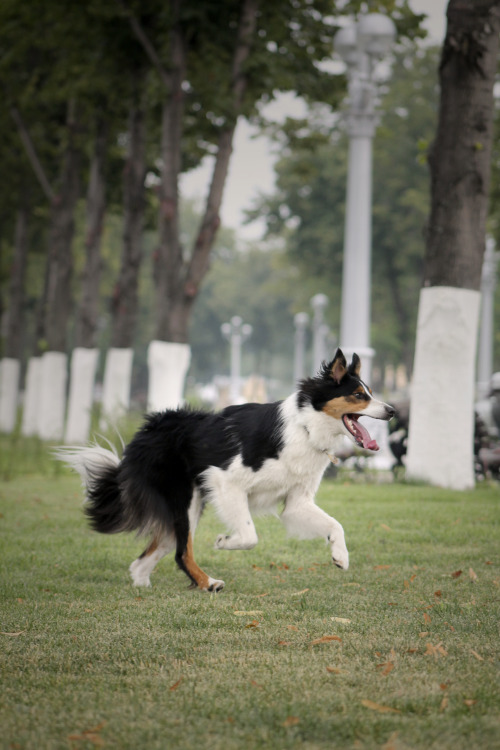 border collie