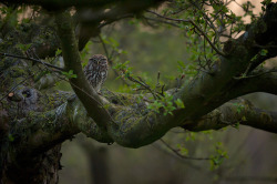 owls-n-elderberries:2013-04-25 steenuil by Bart Hardorff on Flickr.