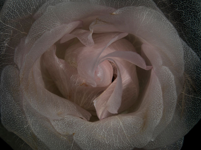 takingashortbreak:  Transparent roses (2012) - from the glass collection of london-based