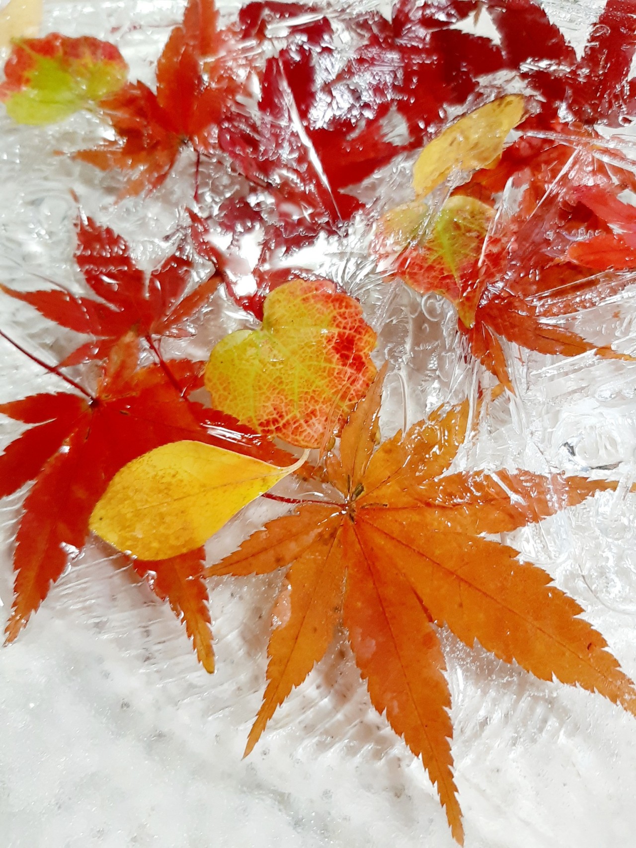 薄紅葉tumblr Posts Tumbral Com 薄紅葉tumblr Posts Tumbral Com