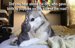 tastefullyoffensive:  Pun Dog #3 (previously)