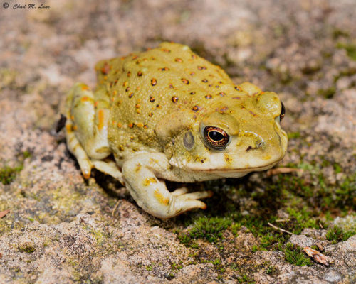 Sonoran Desert toad (Incilius alvarius) Photo by Chad Lane