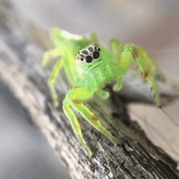 mothbuddies:A gorgeous female northern green jumping spider | xI love her.