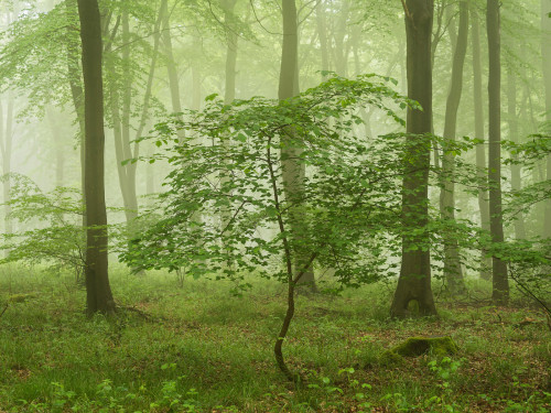 A New Hope (Winter and Summer)  by Damian Ward Wendover Woods, Buckinghamshire. twitter |