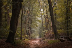 ronaldjansen:Forest Trails I