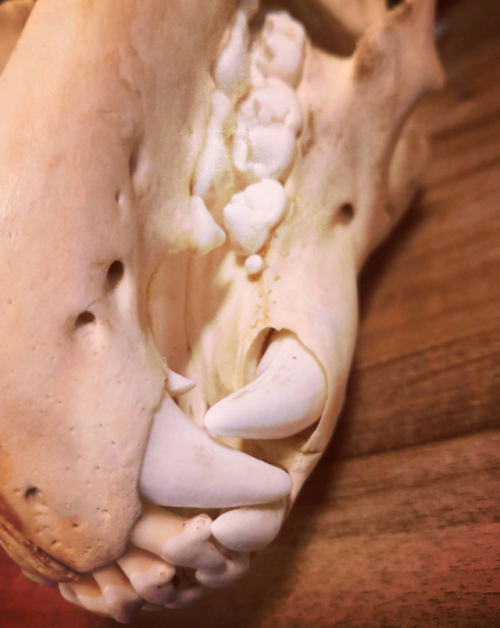 birbbones:Teeth of a subadult European brown bear