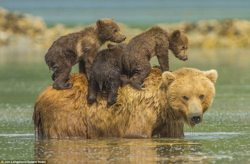 cuteanimals-only:Young grizzlies hitch a lift across water on their mother’s back ;-)