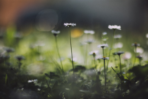 elenamorelli:  { springtime colors } 