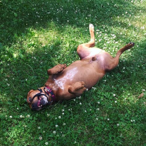 Levis’ new favorite thing to do on our walks is stop in the grass as often as he can and scrat