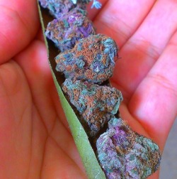 bluntrollerandsmoker:  Original Grapes 