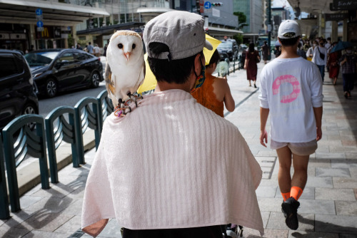 Owl out and about.[Kyoto]And here we have a pet peacock on a bike.