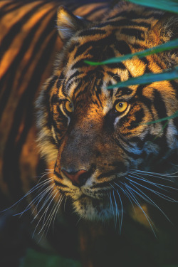 visualechoess:  Sunset Tiger by: patrick