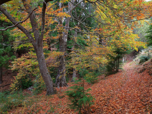 Fall at Montado do Pereiro by Ricardo Pestana Facebook | 500px | Instagram