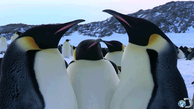 animalgifdaily:  source 