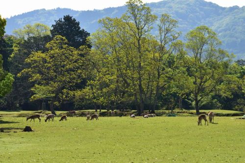 norisunorin:奈良県　奈良公園　 Nara Narapark   