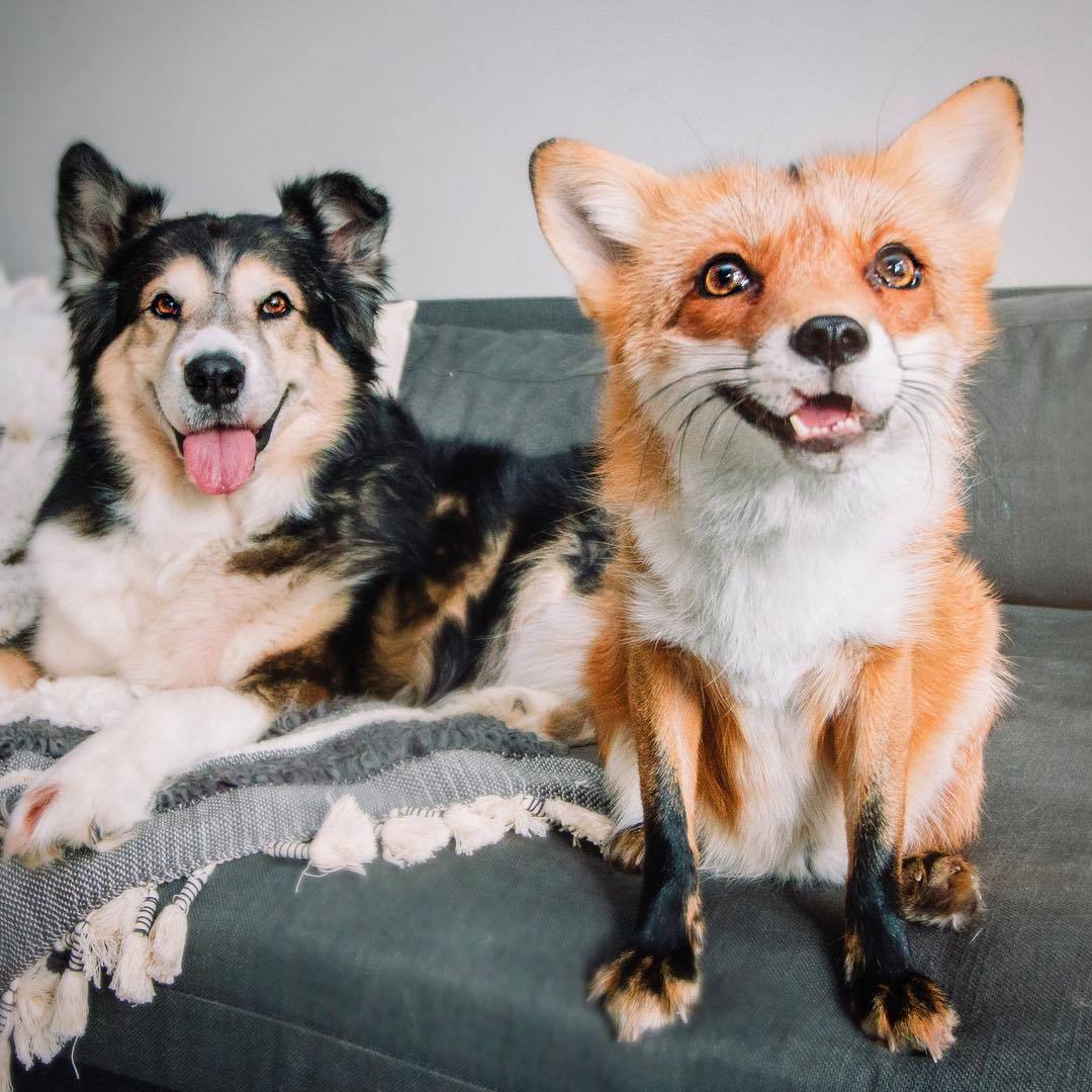 everythingfox:  Best FriendsJuniper
