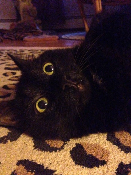 mostlycatsmostly:aprettyfacevampireMy cat is weird