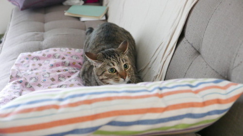 myheartleapt:The crease in my sofa makes Mochi excited and s c a r e d at the same time