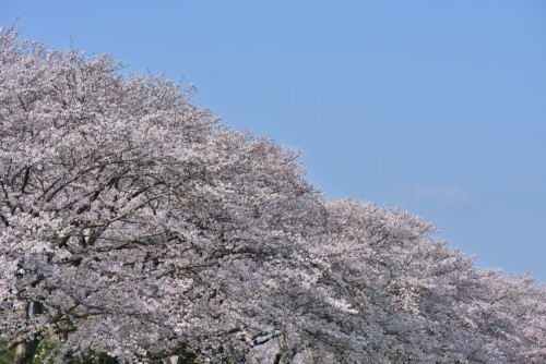 norisunorin: 奈良県　藤原宮跡  Nara Cherryblossom