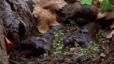 jedavu:Gifs Show How Mushrooms Grow Mushrooms are fast-growing organisms that quickly pop up after the rain. These mesmerizing time-lapse gifs record the mushroom buds bursting through the soil and elegantly expanding their caps.  