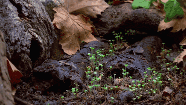 kingkongkockykumming:  mawusifitnesstraining:  MUSHROOMS. These fruity bodies of