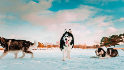 huskiesadventures - Winter is coming…