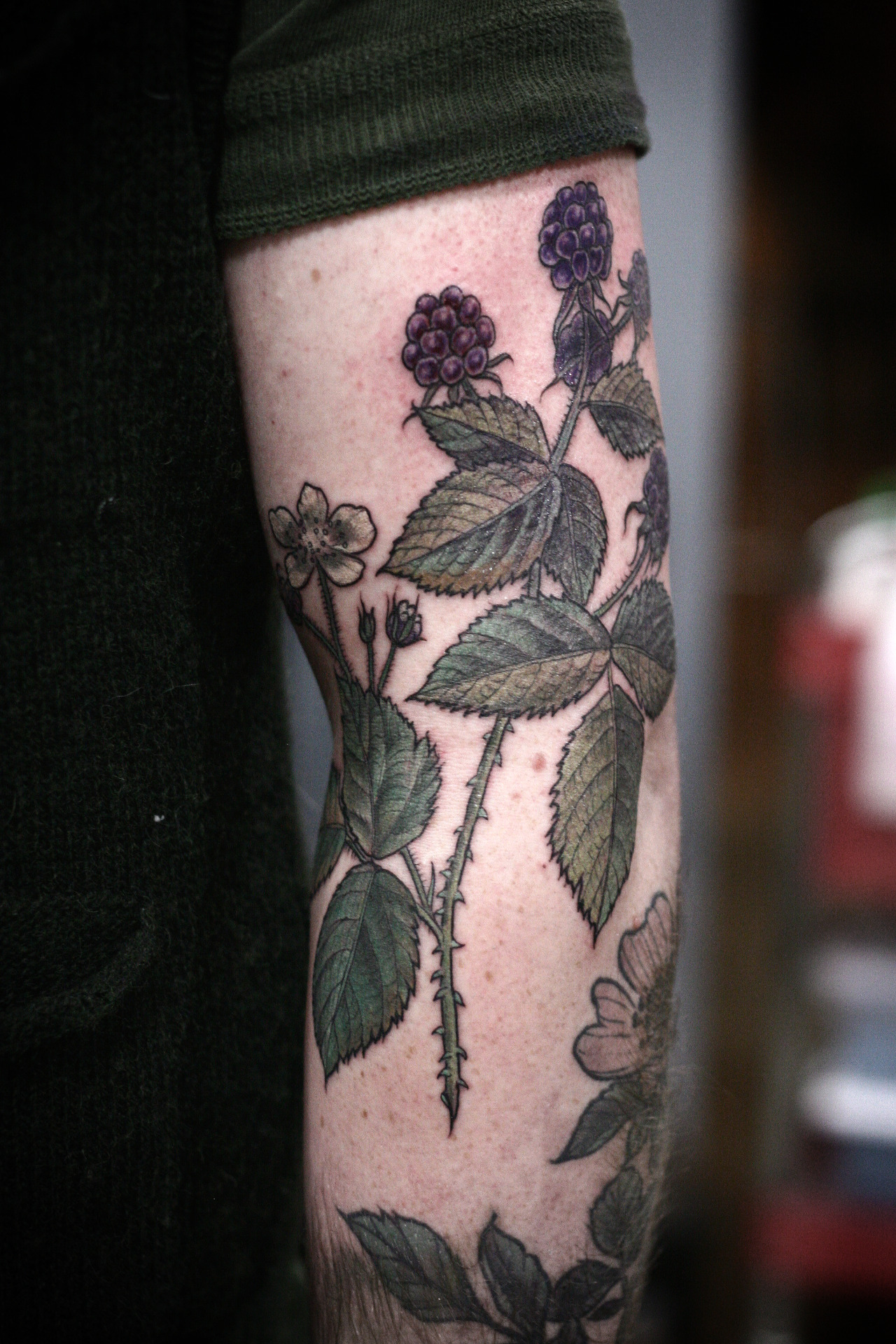 fuckyeahtattoos:  blackberry botanical illustration by alice carrier at wonderland