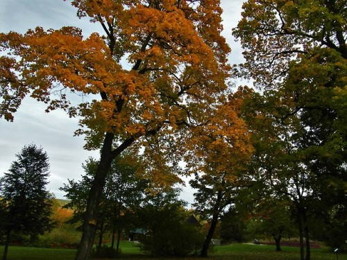 red leaves