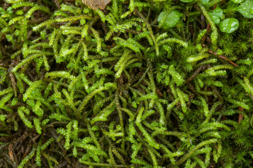 Moss (or liverwort?) in Oregon [OC] [2048x1365]