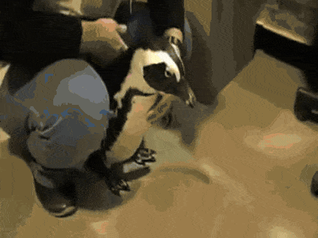 catgifcentral:Good Penguin