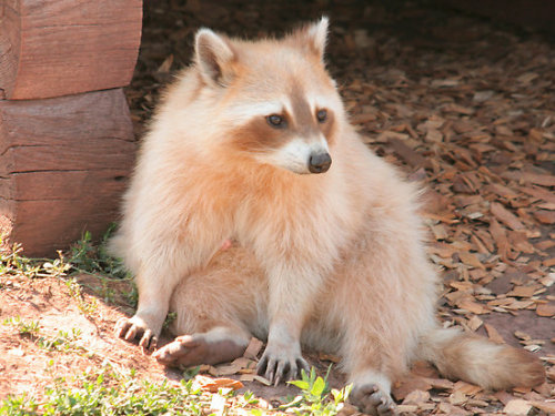 itsrainingsomewherelse:catbearexpress:Blonde raccoon