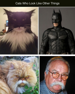 tastefullyoffensive:  Cats Who Look Like