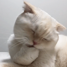 springcottage:  soonmoo_cat on ig