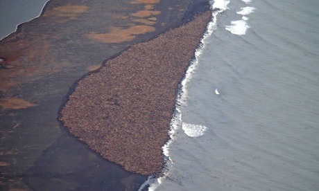 (via Approximately 35,000 walrus mass in vast numbers on Alaska beach as sea ice retreats)But climat