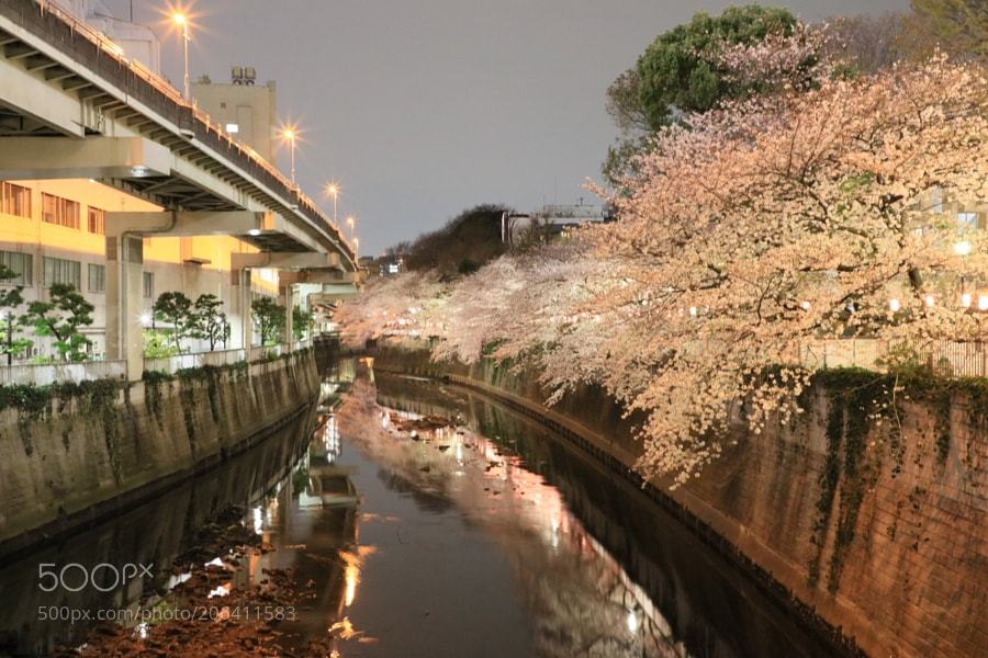 socialfoto:SAKURA season - EDOGAWABBASHI Bridge by gozo_cedars #SocialFoto