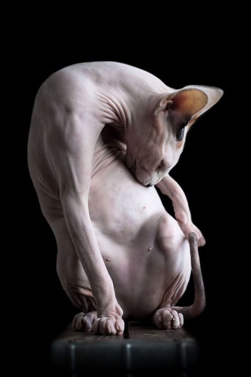 boredpanda:I Photograph Hairless Sphynx Cats To Explore Their Odd Beauty
