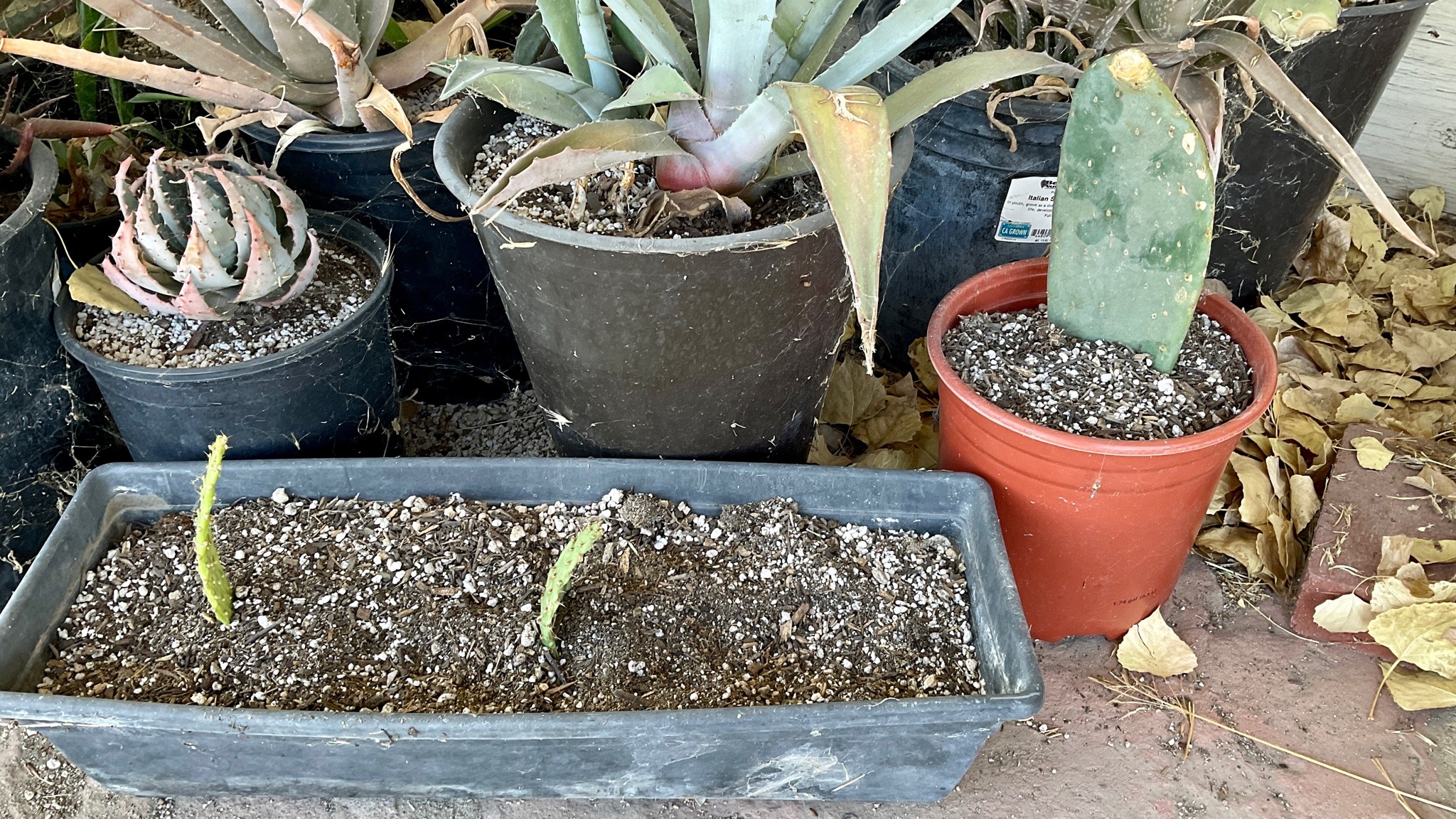A shot of assorted succulents in pots. The nearest is a low trough planter, in which two thin greed paddles with small needles are stood upright. Next to this, in a taller pot, is a much larger, thicker paddle without any needles.