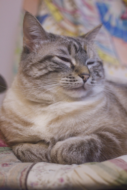 lynx point siamese