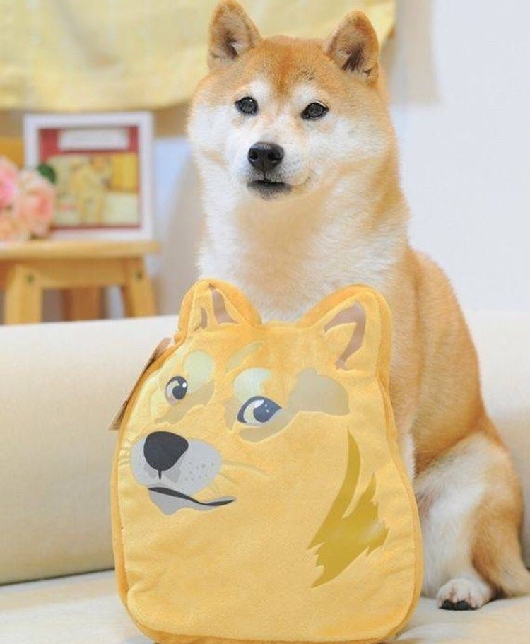 such-justice-wow:  evilidiot:  evilidiot:       I hate that “look how old doge looks :(“ post when it’s obviously edited to be more desaturated and blue tinted than how her owner usually posts so please enjoy some cute recent pics of kabosu from