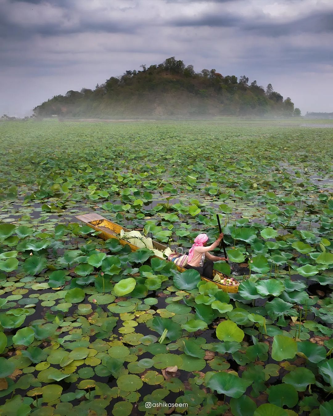 hinducosmos:
“Lotus Harvesters of Manipur, Loktak Lake
Ashik aseem | India wrote :
Lotus harvesters of Manipur: Loktak lake is India’s largest fresh water lake and is rich in vegetation. Here is an evening visual of a local lady harvesting Lotus...