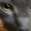 cinnamon124