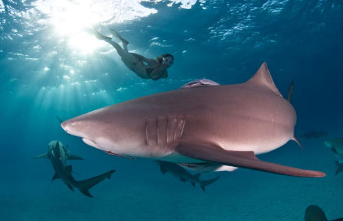 awkwardsituationist:  lesley rochat, who runs afrioceans conservation alliance in south africa, is photographed by mark ellis swimming in the bahamas with tiger sharks, considered one of the most dangerous species in the world, to help change this public