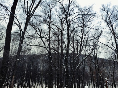 . 2024. Deciduous Forest In Winter.January 24.