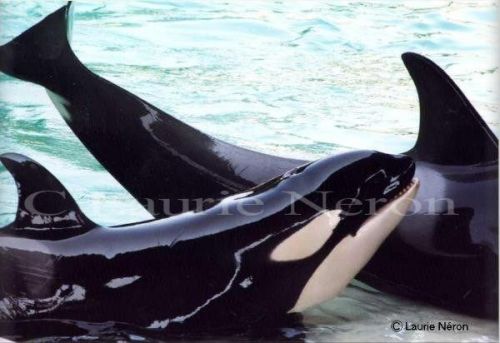 Gender: MalePod: N/A (Mother was Kiska)Place of Capture: Captive bornDate of Capture: Born November 